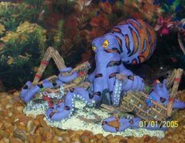 corals inverts - octopus sp. - octopus stocking in 30 gallons tank - Octopus tearing up shipwreck and pleco. corals inverts - octopus sp. - octopus stocking in 30 gallons tank - Octopus tearing up shipwreck and pleco.