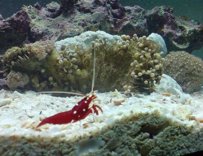 corals inverts - lysmata debelius - blood red fire shrimp stocking in 110 gallons tank - new aquarium 110 gallon corals inverts - lysmata debelius - blood red fire shrimp stocking in 110 gallons tank - new aquarium 110 gallon