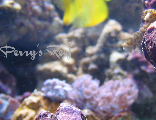 corals inverts - calcinus elegans - electric blue hermit crab stocking in 100 gallons tank - Calcinus Elegans corals inverts - calcinus elegans - electric blue hermit crab stocking in 100 gallons tank - Calcinus Elegans