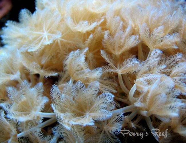 corals inverts - xenia sp. - white pom pom xenia, red sea stocking in 100 gallons tank - Xenia "pumping" red sea corals inverts - xenia sp. - white pom pom xenia, red sea stocking in 100 gallons tank - Xenia "pumping" red sea