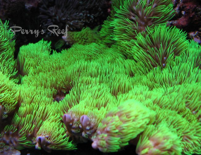 corals inverts - briareum sp. - starburst polyp stocking in 100 gallons tank - Briareum corals inverts - briareum sp. - starburst polyp stocking in 100 gallons tank - Briareum