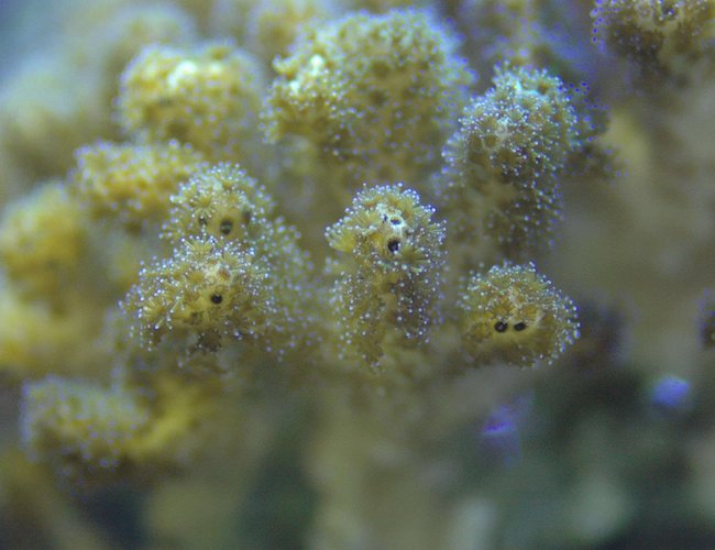 corals inverts - stylophora pistillata - butternut stylophora coral stocking in 180 gallons tank - I'll have to get Paul to describe this one. corals inverts - stylophora pistillata - butternut stylophora coral stocking in 180 gallons tank - I'll have to get Paul to describe this one.