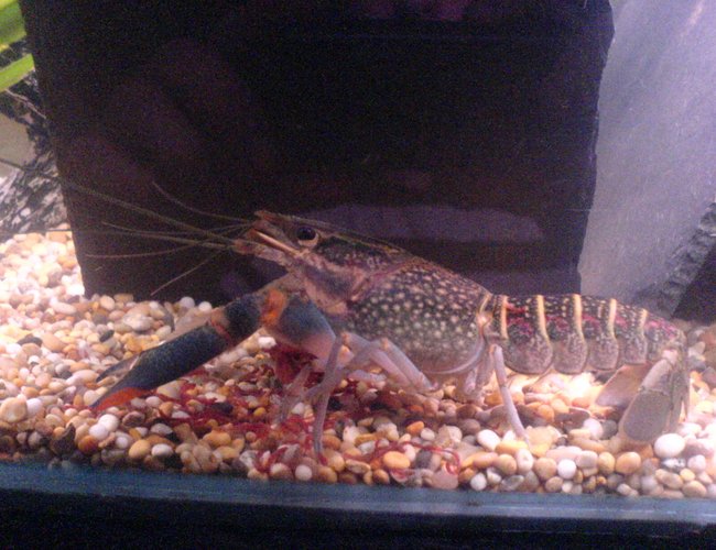 corals inverts - parastacoidea sp. - crayfish stocking in 24 gallons tank - my red claw crayfish will grow to a wopping 40 cm i think ill need a bigger tank! (wat an excuse :D) corals inverts - parastacoidea sp. - crayfish stocking in 24 gallons tank - my red claw crayfish will grow to a wopping 40 cm i think ill need a bigger tank! (wat an excuse :D)
