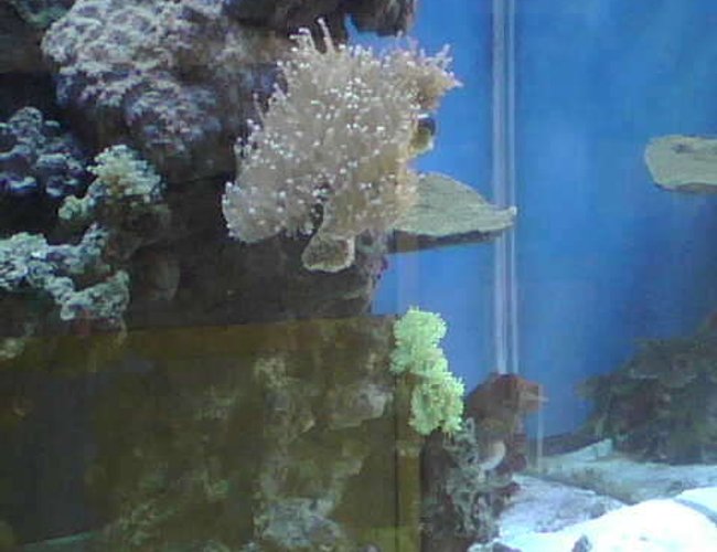 corals inverts - euphyllia glabrescens - torch coral stocking in 90 gallons tank - torch coral and elegant coral corals inverts - euphyllia glabrescens - torch coral stocking in 90 gallons tank - torch coral and elegant coral