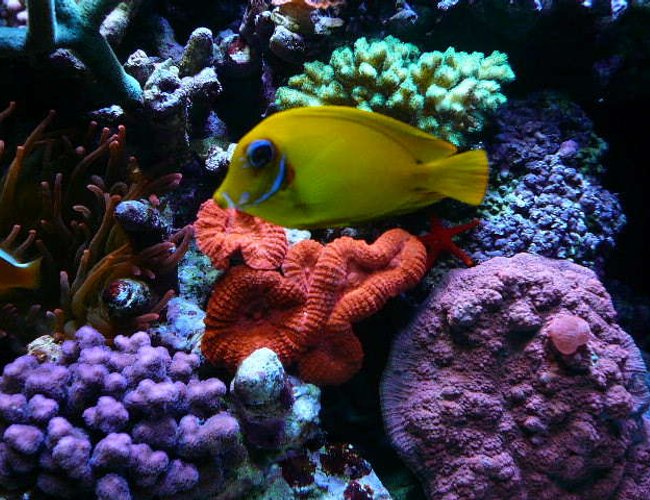 corals inverts - lobophyllia hemprichii - brain coral, lobophyllia stocking in 110 gallons tank - colors-31'' deep corals inverts - lobophyllia hemprichii - brain coral, lobophyllia stocking in 110 gallons tank - colors-31'' deep
