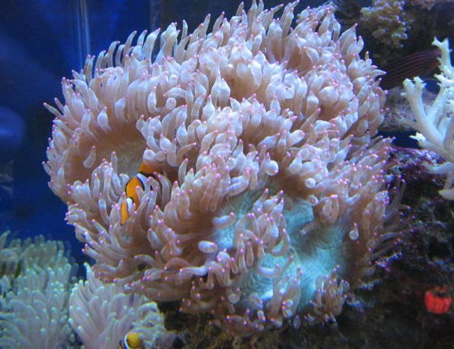 corals inverts - catalaphyllia jardinei - elegance coral stocking in 225 gallons tank - Red Tip Elegant corals inverts - catalaphyllia jardinei - elegance coral stocking in 225 gallons tank - Red Tip Elegant