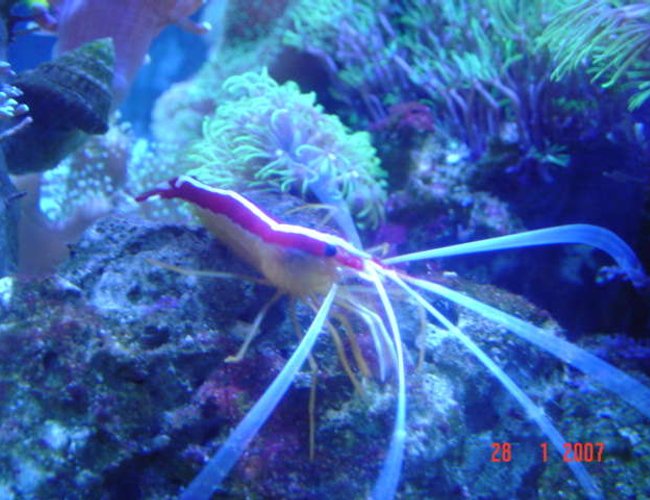 corals inverts - lysmata amboinensis - scarlet skunk cleaner shrimp stocking in 110 gallons tank - cleaner shrimp corals inverts - lysmata amboinensis - scarlet skunk cleaner shrimp stocking in 110 gallons tank - cleaner shrimp