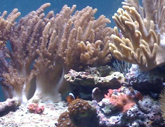 corals inverts - cladiella sp. - cauliflower colt coral stocking in 132 gallons tank - my aquarium14 corals inverts - cladiella sp. - cauliflower colt coral stocking in 132 gallons tank - my aquarium14