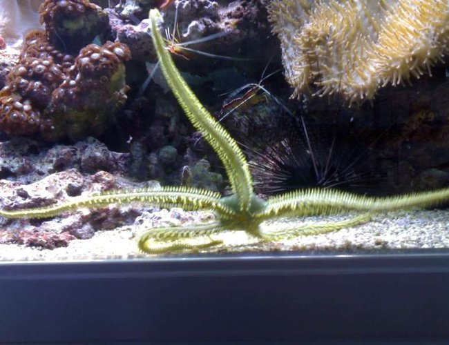 corals inverts - ophiothrix sp. - brittle sea star, fancy yellow stocking in 132 gallons tank - my aquarium18 corals inverts - ophiothrix sp. - brittle sea star, fancy yellow stocking in 132 gallons tank - my aquarium18