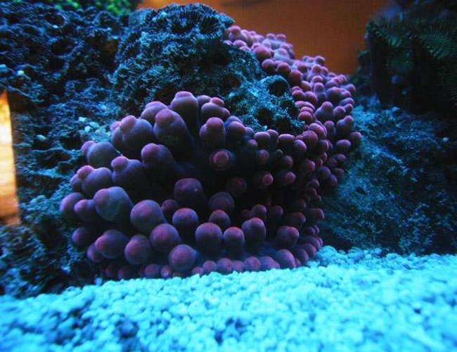 corals inverts - entacmaea quadricolor - bubble tip anemone stocking in 150 gallons tank - RBTA corals inverts - entacmaea quadricolor - bubble tip anemone stocking in 150 gallons tank - RBTA