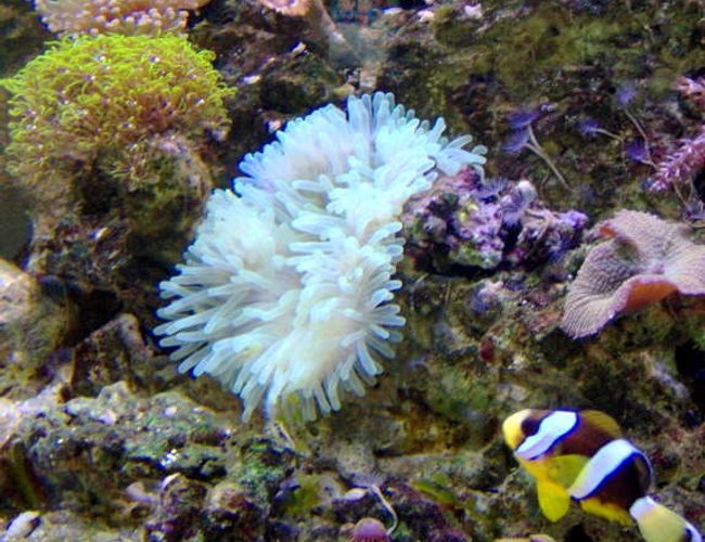 corals inverts - condylactis gigantea - condy anemone stocking in 36 gallons tank - Clarkii Clown heading off to his anemone corals inverts - condylactis gigantea - condy anemone stocking in 36 gallons tank - Clarkii Clown heading off to his anemone