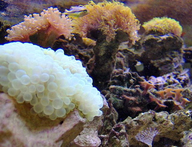 corals inverts - plerogyra sinuosa - bubble coral stocking in 36 gallons tank - new bubble tip anemone corals inverts - plerogyra sinuosa - bubble coral stocking in 36 gallons tank - new bubble tip anemone