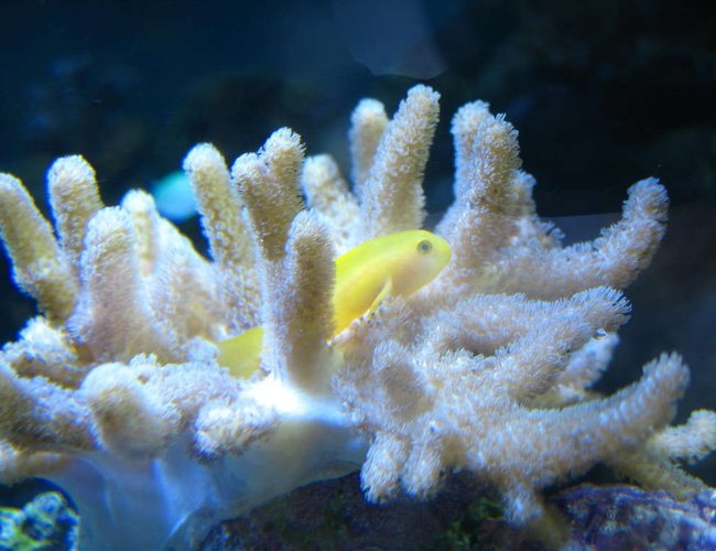 corals inverts - sinularia sp. - finger leather coral stocking in 160 gallons tank - Clown Gobbie hosting in finger leather corals inverts - sinularia sp. - finger leather coral stocking in 160 gallons tank - Clown Gobbie hosting in finger leather