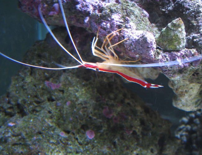 corals inverts - lysmata amboinensis - scarlet skunk cleaner shrimp stocking in 160 gallons tank - Cleaner Shrimp in Fish wash waiting!!! corals inverts - lysmata amboinensis - scarlet skunk cleaner shrimp stocking in 160 gallons tank - Cleaner Shrimp in Fish wash waiting!!!