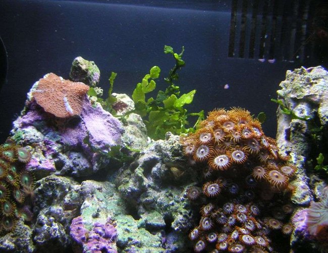 corals inverts - rhodactis inchoata - bullseye mushroom, purple stocking in 8 gallons tank - close up of some coral corals inverts - rhodactis inchoata - bullseye mushroom, purple stocking in 8 gallons tank - close up of some coral
