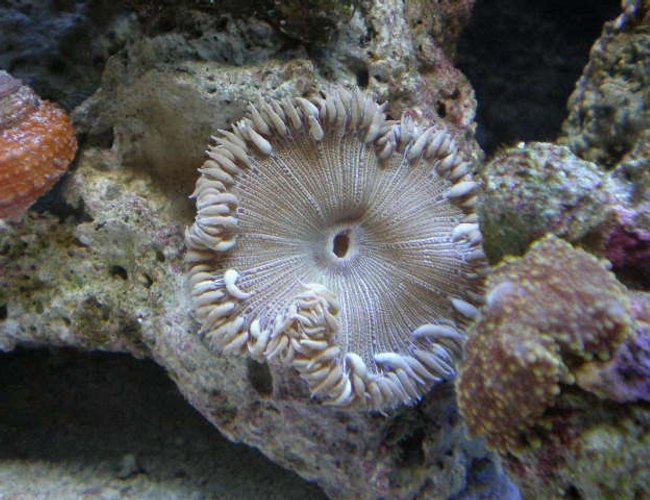 corals inverts - palythoa sp. - moonshine palys stocking in 20 gallons tank - new corals inverts - palythoa sp. - moonshine palys stocking in 20 gallons tank - new