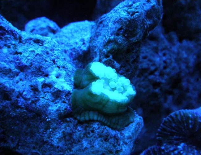 corals inverts - mycedium sp. - green eyed cup coral stocking in 20 gallons tank - new corals inverts - mycedium sp. - green eyed cup coral stocking in 20 gallons tank - new