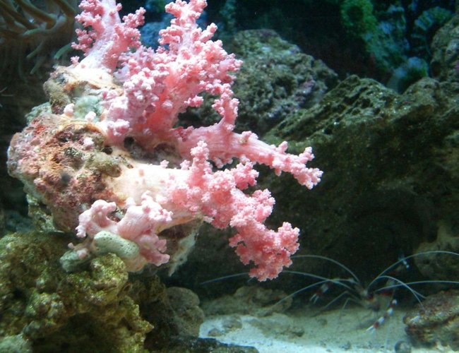 corals inverts - dendronephthya sp. - carnation tree coral stocking in 150 gallons tank - .. corals inverts - dendronephthya sp. - carnation tree coral stocking in 150 gallons tank - ..