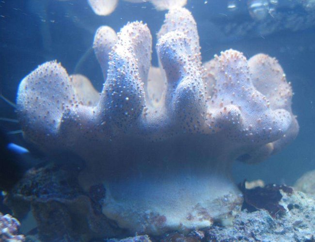 corals inverts - sinularia sp. - finger leather coral stocking in 4 gallons tank - Coral corals inverts - sinularia sp. - finger leather coral stocking in 4 gallons tank - Coral