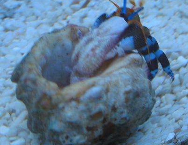 corals inverts - clibanarius tricolor - dwarf blue leg hermit crab stocking in 4 gallons tank - Blue-legged Hermit Crab (Clibanarius Tricolor) corals inverts - clibanarius tricolor - dwarf blue leg hermit crab stocking in 4 gallons tank - Blue-legged Hermit Crab (Clibanarius Tricolor)