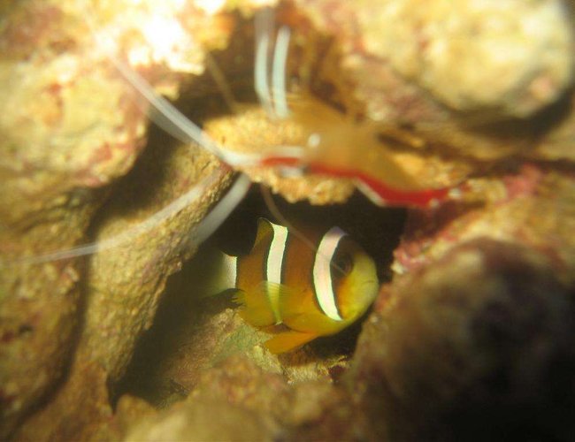 corals inverts - lysmata amboinensis - scarlet skunk cleaner shrimp stocking in 4 gallons tank - Maroon Clownfish vs Cleaner Shrimp corals inverts - lysmata amboinensis - scarlet skunk cleaner shrimp stocking in 4 gallons tank - Maroon Clownfish vs Cleaner Shrimp