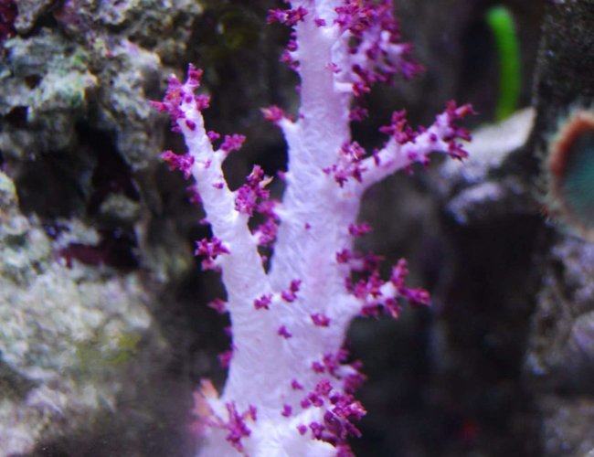 corals inverts - dendronephthya sp. - carnation tree coral stocking in 15 gallons tank - Soft Tree Coral corals inverts - dendronephthya sp. - carnation tree coral stocking in 15 gallons tank - Soft Tree Coral