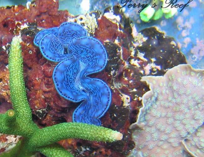 corals inverts - tridacna maxima - blue maxima clam stocking in 100 gallons tank - Tridacna maxima corals inverts - tridacna maxima - blue maxima clam stocking in 100 gallons tank - Tridacna maxima