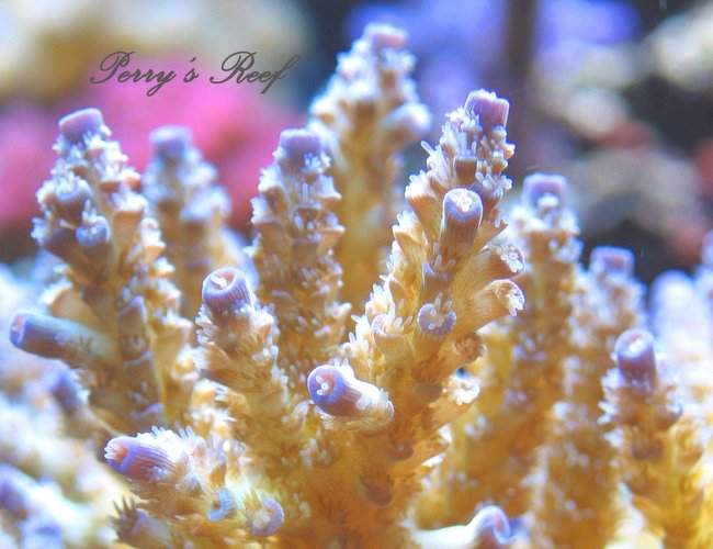 corals inverts - acropora tenuis - tenuis, green with purple tips stocking in 100 gallons tank - Acropora tenuis corals inverts - acropora tenuis - tenuis, green with purple tips stocking in 100 gallons tank - Acropora tenuis