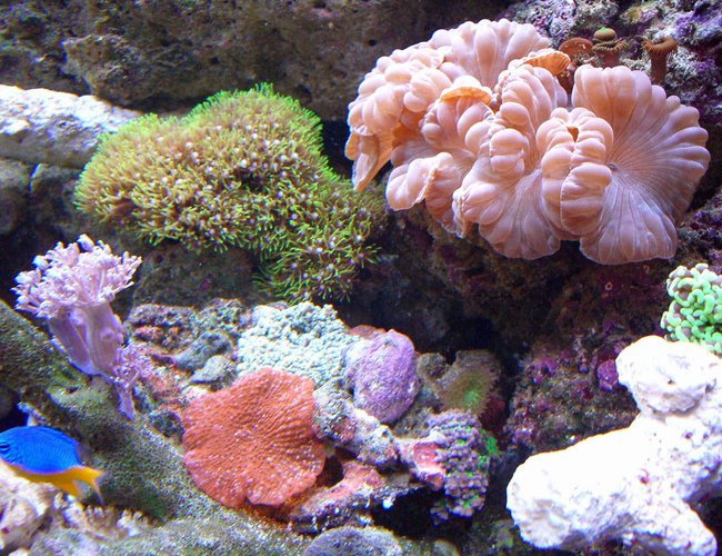 corals inverts - nemanzophyllia turbida - fox coral stocking in 280 gallons tank - Schrooms corals inverts - nemanzophyllia turbida - fox coral stocking in 280 gallons tank - Schrooms