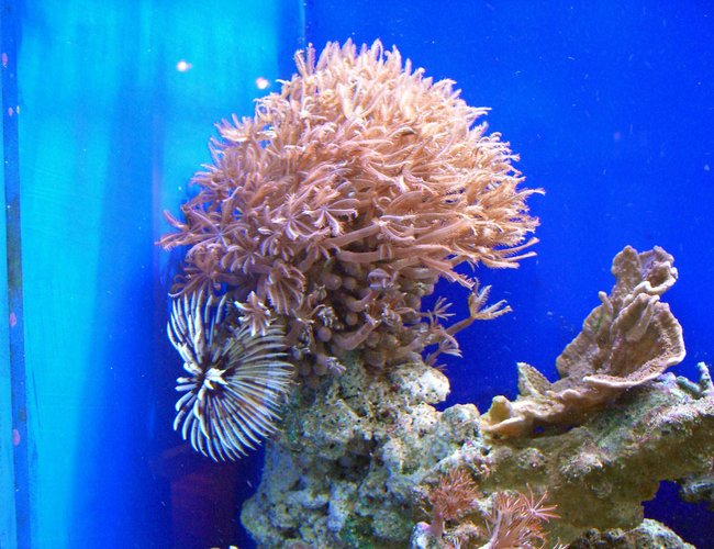 corals inverts - xenia sp. - waving hand, thick stem stocking in 280 gallons tank - Xenia and Fan worm corals inverts - xenia sp. - waving hand, thick stem stocking in 280 gallons tank - Xenia and Fan worm