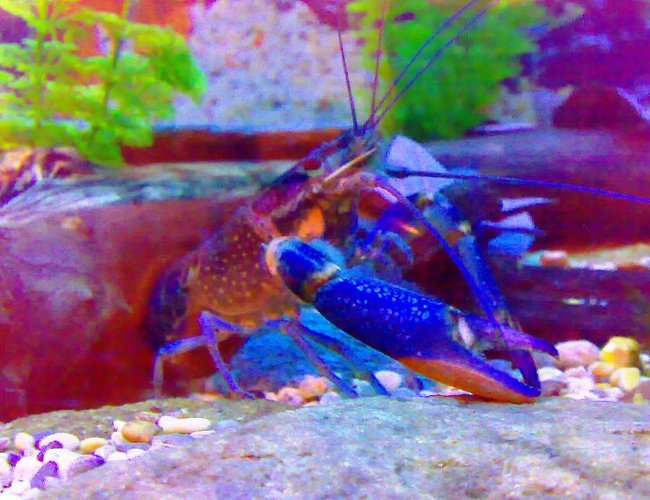 corals inverts - parastacoidea sp. - crayfish stocking in 75 gallons tank - my freshwater cray fish Marlon corals inverts - parastacoidea sp. - crayfish stocking in 75 gallons tank - my freshwater cray fish Marlon