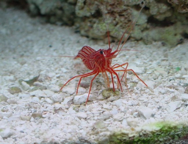 corals inverts - lysmata wurdemanni - peppermint shrimp stocking in 75 gallons tank - curious corals inverts - lysmata wurdemanni - peppermint shrimp stocking in 75 gallons tank - curious