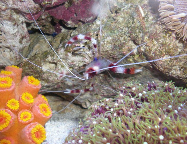 corals inverts - stenopus hispidus - banded coral shrimp stocking in 20 gallons tank - november !!!!!! new pictures !!!!!! corals inverts - stenopus hispidus - banded coral shrimp stocking in 20 gallons tank - november !!!!!! new pictures !!!!!!
