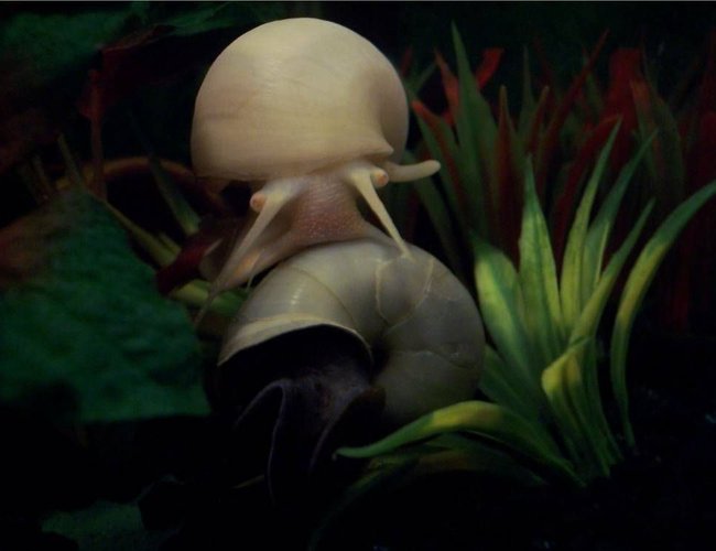 corals inverts - pomacea canaliculata - apple snail stocking in 72 gallons tank - Mystery Snails corals inverts - pomacea canaliculata - apple snail stocking in 72 gallons tank - Mystery Snails