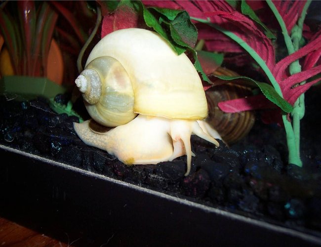 corals inverts - pomacea bridgesii - mystery snail stocking in 72 gallons tank - Ivory Mystery Snail corals inverts - pomacea bridgesii - mystery snail stocking in 72 gallons tank - Ivory Mystery Snail