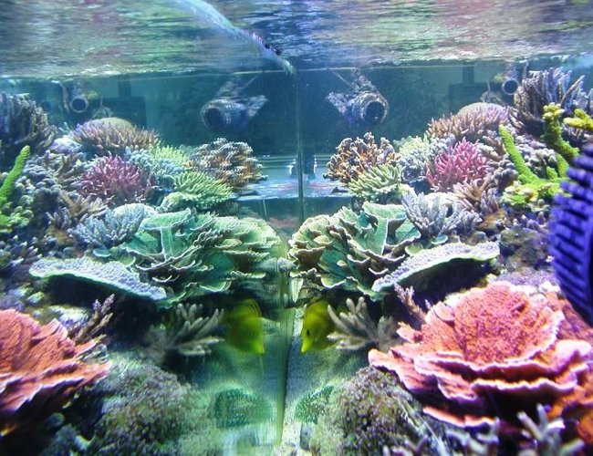 corals inverts - montipora capricornis - green apple cap coral stocking in 160 gallons tank - A view from a side corals inverts - montipora capricornis - green apple cap coral stocking in 160 gallons tank - A view from a side
