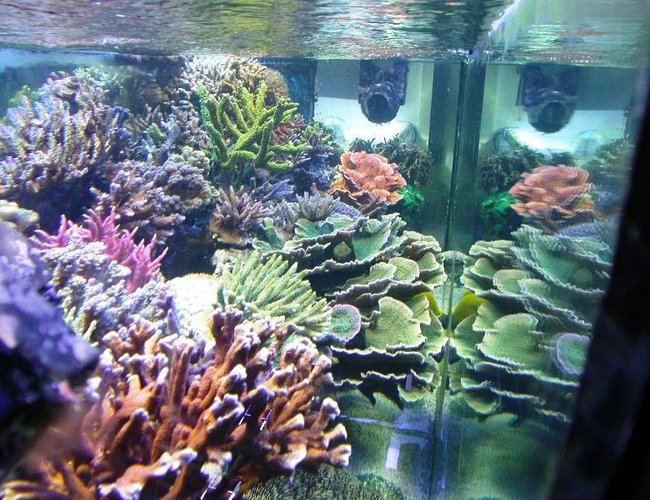 corals inverts - montipora capricornis - green apple cap coral stocking in 160 gallons tank - View from the other side corals inverts - montipora capricornis - green apple cap coral stocking in 160 gallons tank - View from the other side
