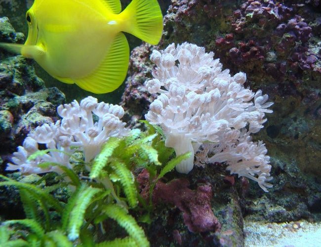 corals inverts - anthelia sp. - waving hand, thick stem stocking in 55 gallons tank - My yellow tang grazing along side of a beautiful colony of pink pulsing xenia. Caulerpa taxifolia started growing off a small piece left on the rock with xenia on it. corals inverts - anthelia sp. - waving hand, thick stem stocking in 55 gallons tank - My yellow tang grazing along side of a beautiful colony of pink pulsing xenia. Caulerpa taxifolia started growing off a small piece left on the rock with xenia on it.