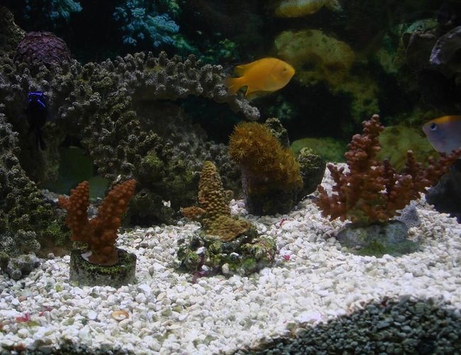 corals inverts - acropora formosa - midnight staghorn acropora coral stocking in 125 gallons tank - hard coral corals inverts - acropora formosa - midnight staghorn acropora coral stocking in 125 gallons tank - hard coral