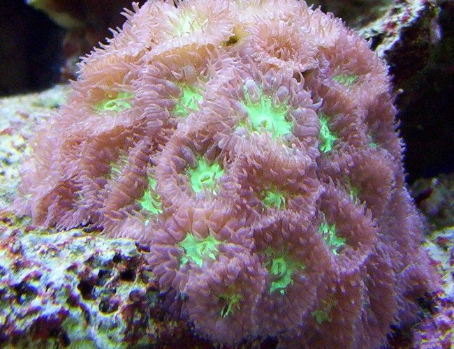 corals inverts - blastomussa merletti - australian big polyp blastomussa stocking in 65 gallons tank - blastomussa merleti corals inverts - blastomussa merletti - australian big polyp blastomussa stocking in 65 gallons tank - blastomussa merleti