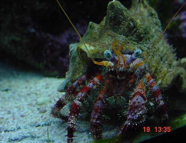 corals inverts - calcinus sp. - electric orange hermit crab stocking in 55 gallons tank - My strawberry hermit, Mr crabs! corals inverts - calcinus sp. - electric orange hermit crab stocking in 55 gallons tank - My strawberry hermit, Mr crabs!
