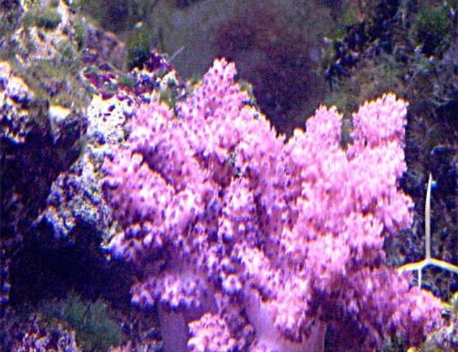 corals inverts - cladiella sp. - cauliflower colt coral stocking in 125 gallons tank - my coalt coral corals inverts - cladiella sp. - cauliflower colt coral stocking in 125 gallons tank - my coalt coral