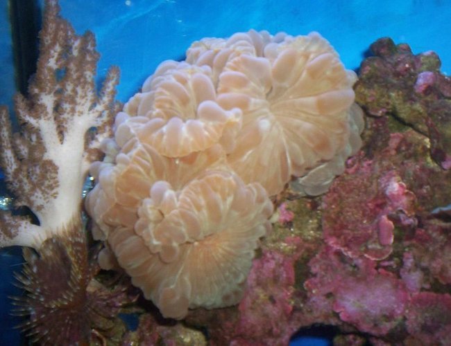 corals inverts - nemanzophyllia turbida - fox coral stocking in 55 gallons tank - 2008 corals inverts - nemanzophyllia turbida - fox coral stocking in 55 gallons tank - 2008