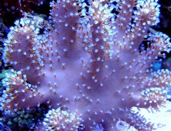 corals inverts - lobophytum sp. - devil's hand leather coral stocking in 46 gallons tank - Devil's Hand Leather Coral corals inverts - lobophytum sp. - devil's hand leather coral stocking in 46 gallons tank - Devil's Hand Leather Coral