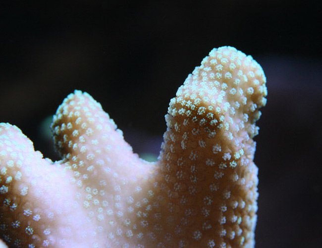corals inverts - stylophora pistillata - butternut stylophora coral stocking in 210 gallons tank - stylo corals inverts - stylophora pistillata - butternut stylophora coral stocking in 210 gallons tank - stylo