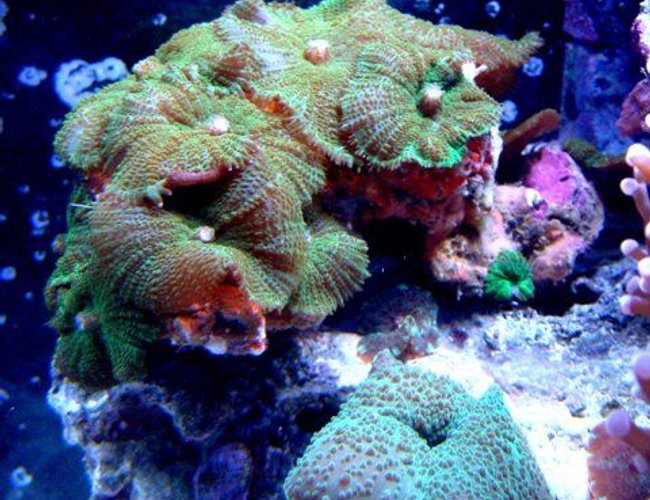 corals inverts - rhodactis sp. - green mushroom stocking in 46 gallons tank - Mushrooms! corals inverts - rhodactis sp. - green mushroom stocking in 46 gallons tank - Mushrooms!