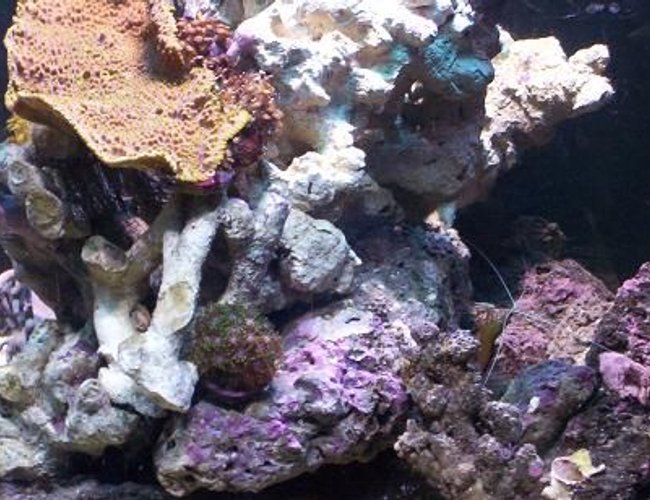 corals inverts - montipora capricornis - montipora capricornis, red stocking in 65 gallons tank - pic4 corals inverts - montipora capricornis - montipora capricornis, red stocking in 65 gallons tank - pic4