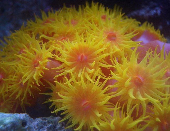 corals inverts - tubastrea faulkneri - orange sun coral stocking in 34 gallons tank - Sun polyps corals inverts - tubastrea faulkneri - orange sun coral stocking in 34 gallons tank - Sun polyps