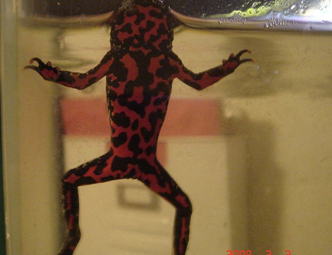 corals inverts - bombina orientalis - oriental fire-bellied toad - firebelly
-bombina orientalis corals inverts - bombina orientalis - oriental fire-bellied toad - firebelly
-bombina orientalis