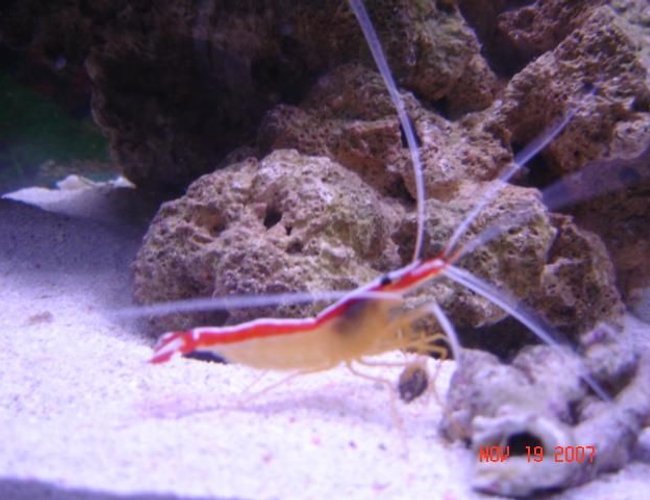 corals inverts - lysmata amboinensis - scarlet skunk cleaner shrimp stocking in 75 gallons tank - Cleaner Skunk Shrimp corals inverts - lysmata amboinensis - scarlet skunk cleaner shrimp stocking in 75 gallons tank - Cleaner Skunk Shrimp